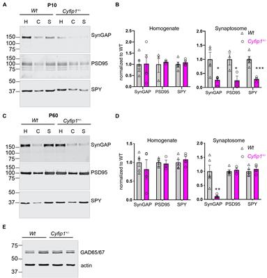 Cyfip1 Regulates SynGAP1 at Hippocampal Synapses